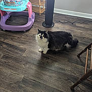 Michael joined the competition — help win amazing prizes! accessories, animal, architecture, bag, building, cat, chair, clothing, furniture, handbag, hardwood, hat, indoors, interiordesign, livingroom, manx, pet, plywood, room, wood