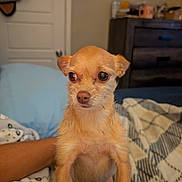 Guerra is registered to the contest to win money with this photo: dog, small_dog, tan_dog, pet, bed, blanket, indoor, furniture, dresser, door, human_arm, cozy, cute, animal, fur, eyes, alert, portrait, companion, domestic