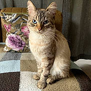 Kaïo participe au concours pour gagner de l'argent avec cette photo : abyssinian, animal, architecture, blanket, building, cat, chair, couch, cushion, furniture, homedecor, indoors, kitten, linen, livingroom, manx, pet, pillow, room, siamese