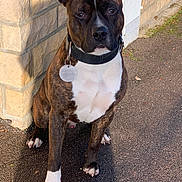 Vulcain a rejoint le concours — aidez-le/la à gagner de superbes lots ! attentive, brindle_coat, close_up, collar, dog, ears, eyes, mammal, muscular, nails, outdoor, pavement, paws, pet, portrait, shadow, sitting, stone_wall, tag, white_chest