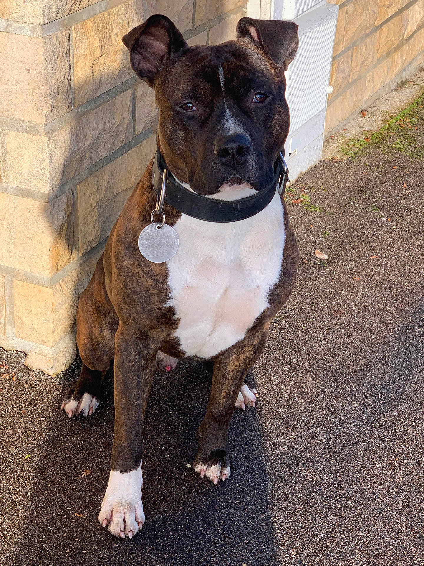 Vulcain a rejoint le concours — aidez-le/la à gagner de superbes lots ! attentive, brindle_coat, close_up, collar, dog, ears, eyes, mammal, muscular, nails, outdoor, pavement, paws, pet, portrait, shadow, sitting, stone_wall, tag, white_chest