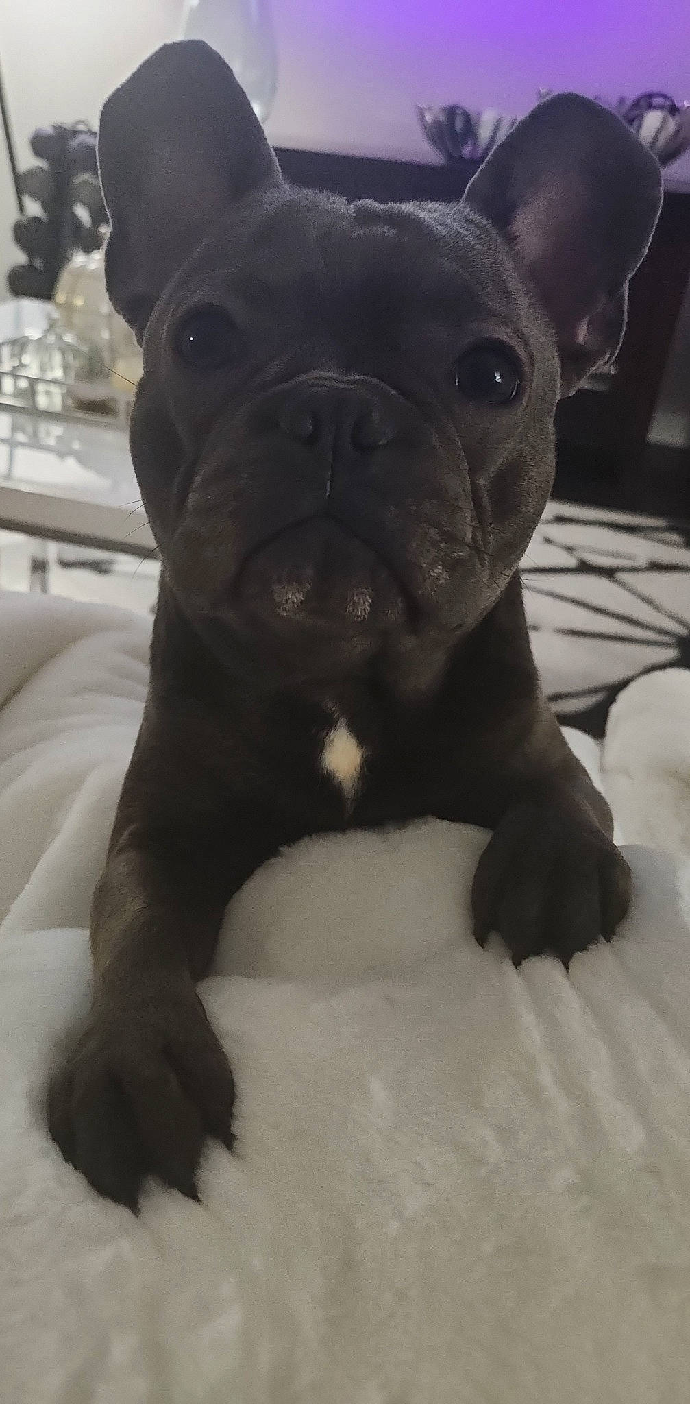 Armani is registered to the contest to win money with this photo: bulldog, canidae, carnivore, comfort, companion_dog, dog, dog_breed, ear, fawn, french_bulldog, grey, molosser, monochrome_photography, pug, sporting_group, terrestrial_animal, toy_dog, whiskers, working_animal, wrinkle