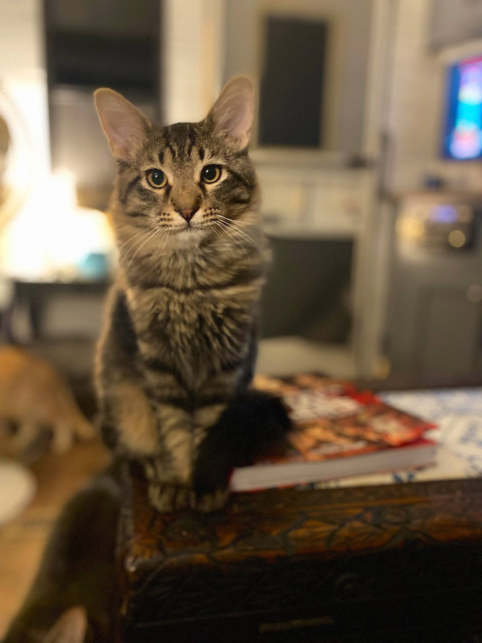 Galaxy is registered to the contest to win money with this photo: carnivore, cat, claw, domestic_short_haired_cat, felidae, flooring, fur, grey, hardwood, paw, sitting, small_to_medium_sized_cats, snout, tail, television, terrestrial_animal, whiskers, wildlife, wood