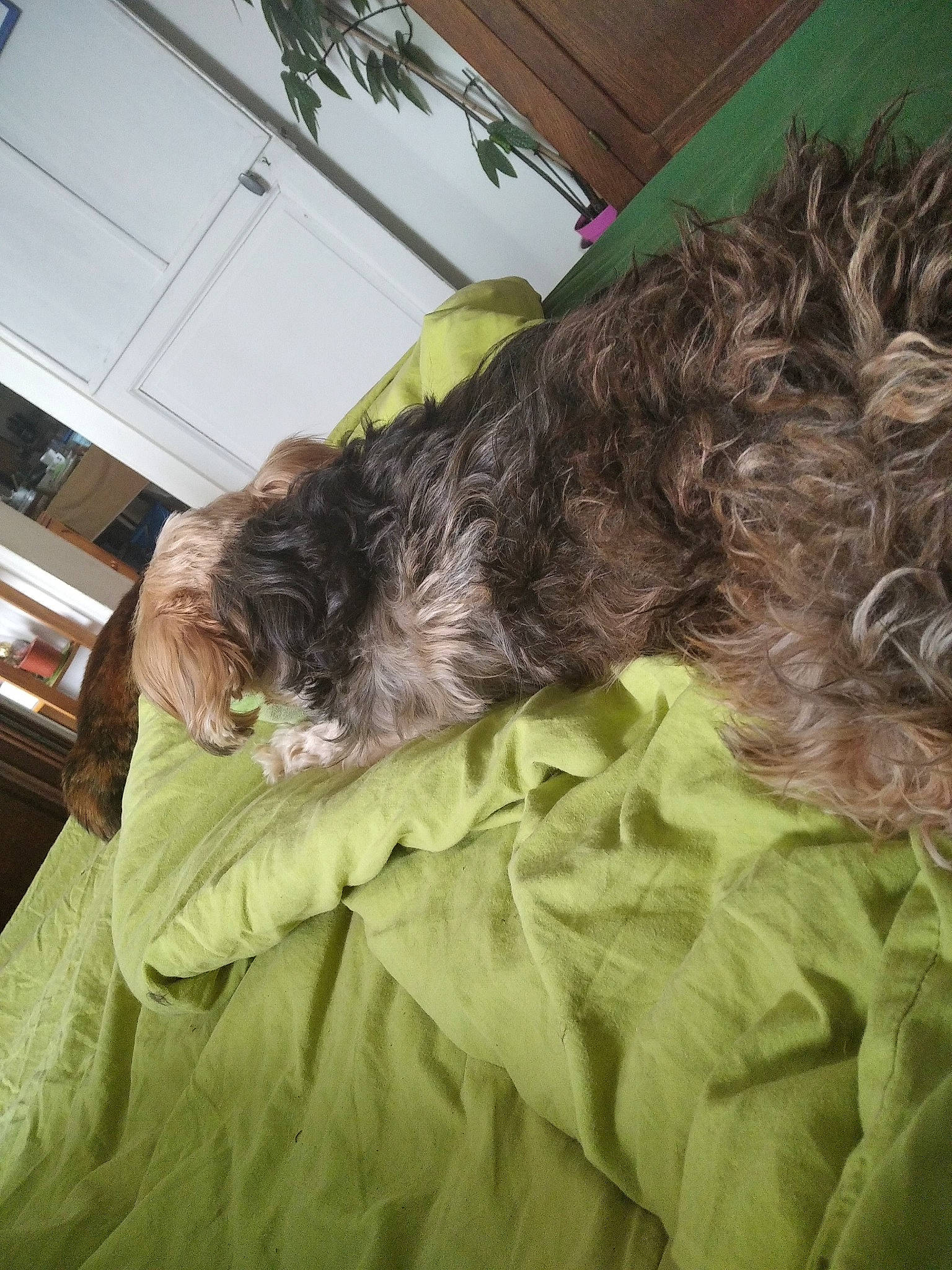 Princesse participe au concours pour gagner de l'argent avec cette photo : bed, bedding, bedroom, canidae, carnivore, comfort, companion_dog, dog, dog_breed, duvet, fur, linens, liver, nap, snout, sporting_group, tail, terrier, water_dog, working_animal