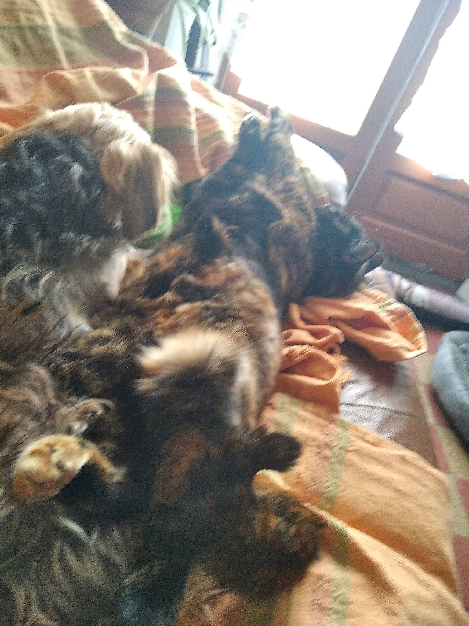 Princesse Et Calissa