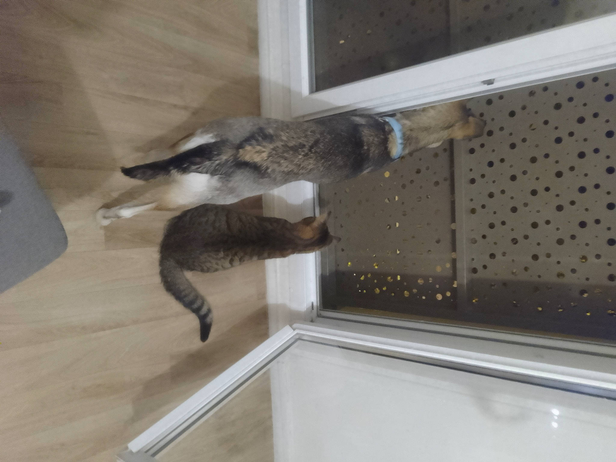 Iris a rejoint le concours — aidez-le/la à gagner de superbes lots ! carnivore, cat, domestic_short_haired_cat, felidae, flooring, fur, hardwood, room, small_to_medium_sized_cats, sporting_group, tail, whiskers, wood