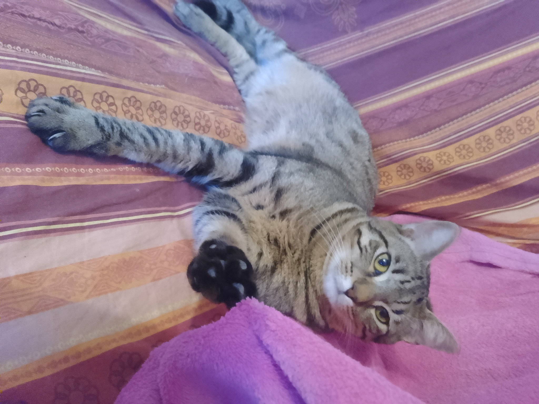 Iris a rejoint le concours — aidez-le/la à gagner de superbes lots ! carnivore, cat, claw, comfort, domestic_short_haired_cat, felidae, fur, grey, paw, small_to_medium_sized_cats, tail, terrestrial_animal, whiskers, wood