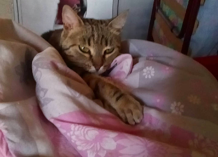 Minette participe au concours pour gagner de l'argent avec cette photo : aegean_cat, american_shorthair, asian, australian_mist, bengal, carnivore, cat, domestic_short_haired_cat, dragon_li, european_shorthair, felidae, kitten, mammal, ocicat, pixie_bob, small_to_medium_sized_cats, snout, tabby_cat, vertebrate, whiskers