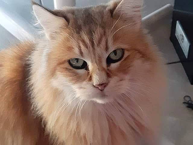 Poupouille a rejoint le concours — aidez-le/la à gagner de superbes lots ! asian_semi_longhair, british_longhair, british_semi_longhair, carnivore, cat, cymric, domestic_long_haired_cat, eye, felidae, fur, iris, kitten, mammal, norwegian_forest_cat, persian, ragamuffin, siberian, small_to_medium_sized_cats, vertebrate, whiskers