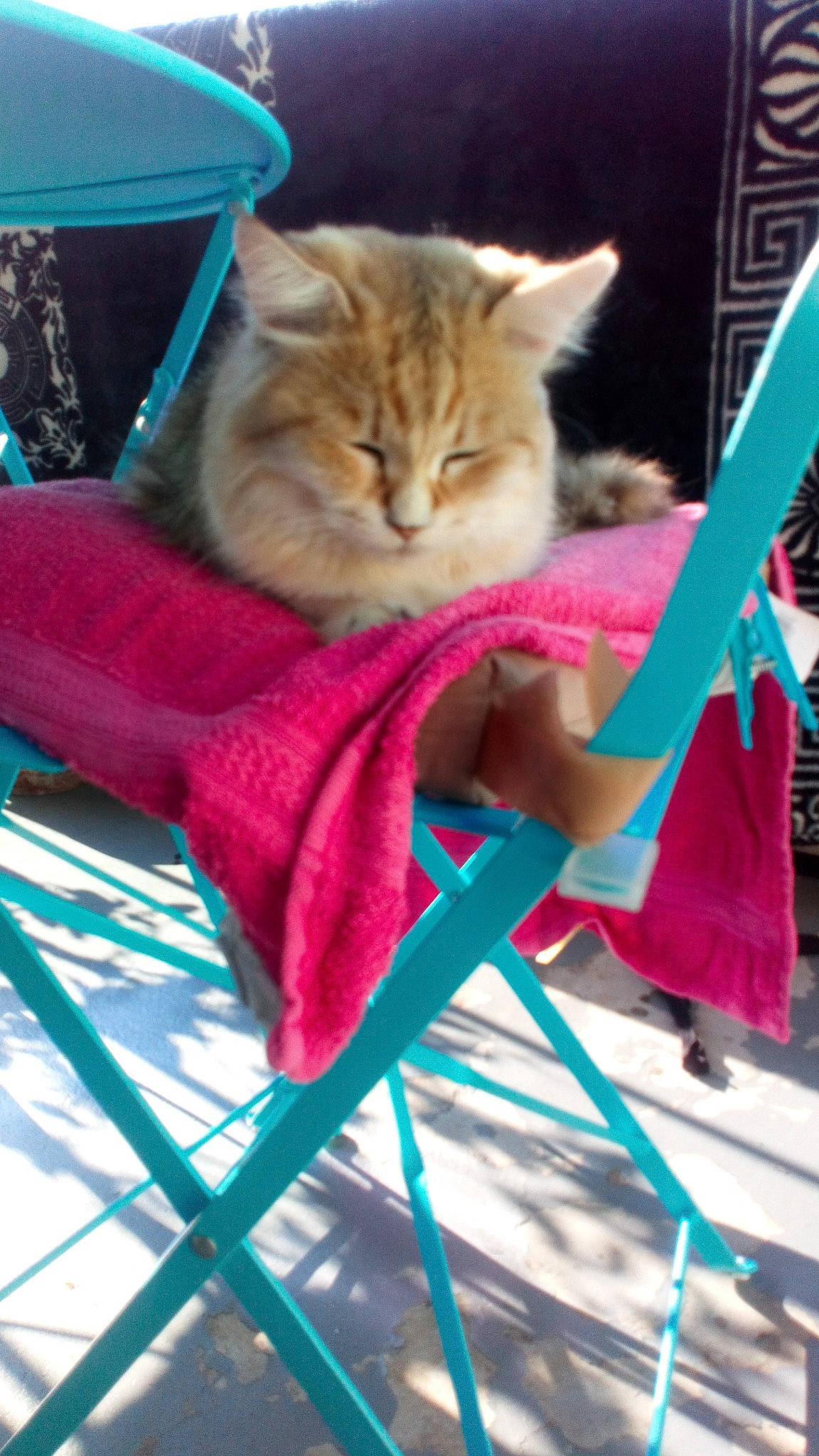 Poupouille participe au concours pour gagner de l'argent avec cette photo : carnivore, cat, domestic_short_haired_cat, fawn, felidae, kitten, persian, small_to_medium_sized_cats, whiskers