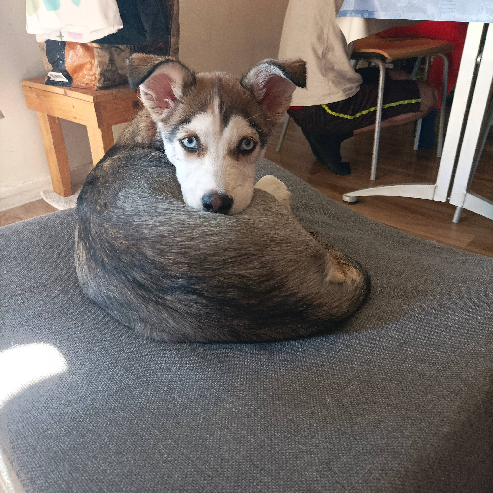 Bandita participe au concours pour gagner de l'argent avec cette photo : canidae, carnivore, chair, comfort, companion_dog, dog, dog_breed, fawn, flooring, fur, hardwood, room, siberian_husky, sled_dog, small_to_medium_sized_cats, snout, sporting_group, whiskers, wood, working_animal