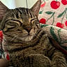 cat, tabby, sleeping, cozy, blanket, cherry_pattern, indoor, pet, fur, whiskers, closeup, relaxed, cute, animal, comfort, resting, soft, domestic_cat, nap, warm