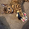 cat, tabby_cat, toy, plush_mouse, carpet, pet, animal, indoor, playful, paws, ears, whiskers, fur, cute, domestic_animal, claw, resting, closeup, feline, curious