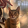 animal, cat, close_up, curious, domestic_cat, ears, face, feline, hand, human_hand, indoor, mesh_screen, pet, reflection, shadow, sitting, sunlight, tabby, whiskers, window