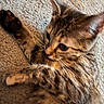 animal, brown, carpet, cat, close_up, curious, cute, feline, fur, indoor, kitten, paw, pet, relaxed, soft, stretching, striped, tabby, whiskers, young