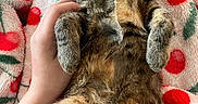 Beignet is registered to the contest to win money with this photo: animal, blanket, cat, cherry_pattern, closeup, comfort, cozy, cute, domestic_cat, fur, hand, indoor, paw, pet, relaxing, resting, soft_texture, striped_fur, tabby, warm