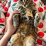 animal, blanket, cat, cherry_pattern, closeup, comfort, cozy, cute, domestic_cat, fur, hand, indoor, paw, pet, relaxing, resting, soft_texture, striped_fur, tabby, warm