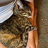 animal, arm, carpet, cat, comfort, cozy, feline, fur, hand, indoor, lap, paw, person, pet, relaxed, resting, sleeping, striped, tabby_cat, white_clothing