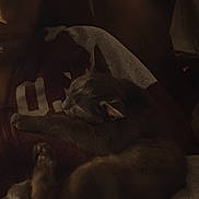 Candle is registered to the contest to win money with this photo: cat, sleeping, person, dark, cozy, indoor, resting, feline, animal, comfort, cuddle, blanket, clothing, paw, fur, relaxation, quiet, home, warm, shadow