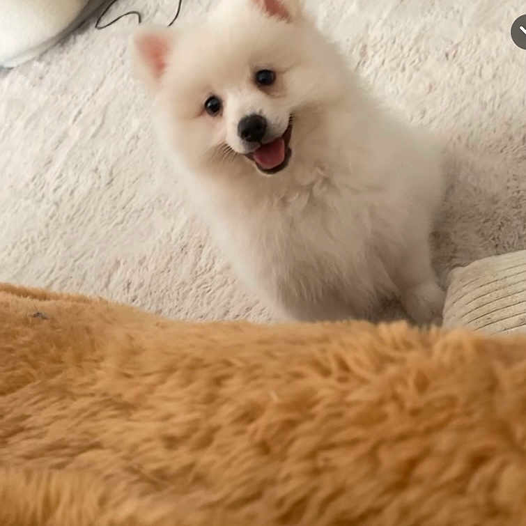 Olaf participe au concours pour gagner de l'argent avec cette photo : animal, canine, dog, eskimodog, pet, puppy, whitedog