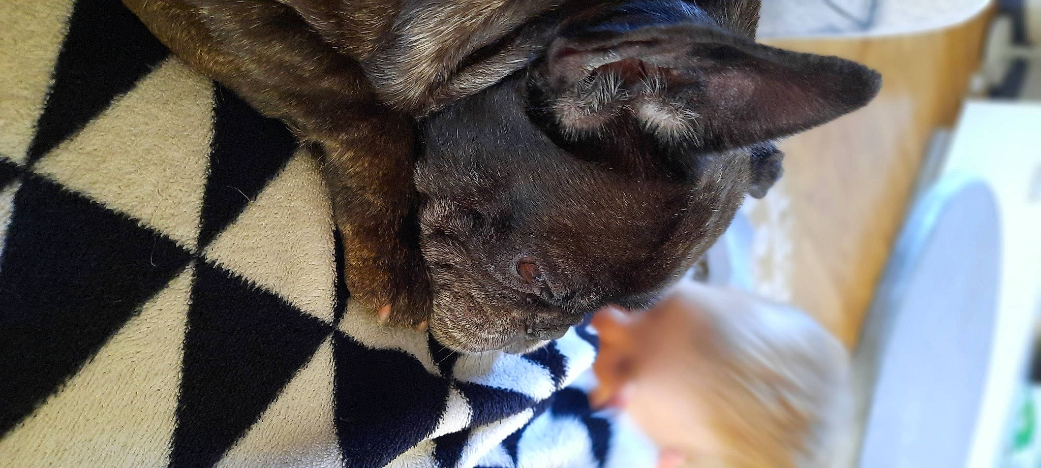 Ibiza participe au concours pour gagner de l'argent avec cette photo : canidae, carnivore, cat, dog_breed, ear, felidae, fur, mammal, paw, small_to_medium_sized_cats, snout, whiskers