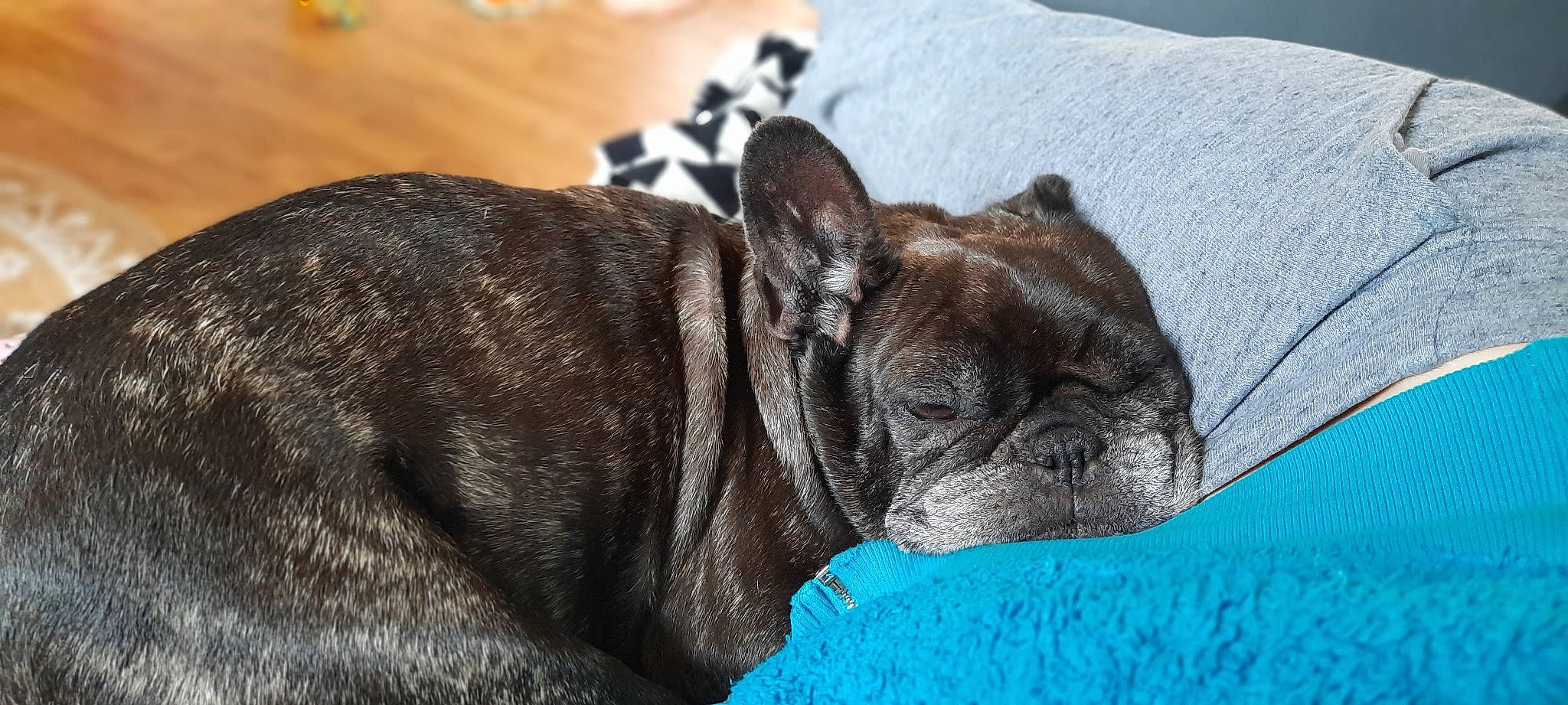 Ibiza a rejoint le concours — aidez-le/la à gagner de superbes lots ! australian_bulldog, bulldog, canidae, carnivore, companion_dog, dog, dog_breed, fawn, french_bulldog, mammal, molosser, non_sporting_group, old_english_bulldog, olde_english_bulldogge, puppy, snout, toy_bulldog, vertebrate