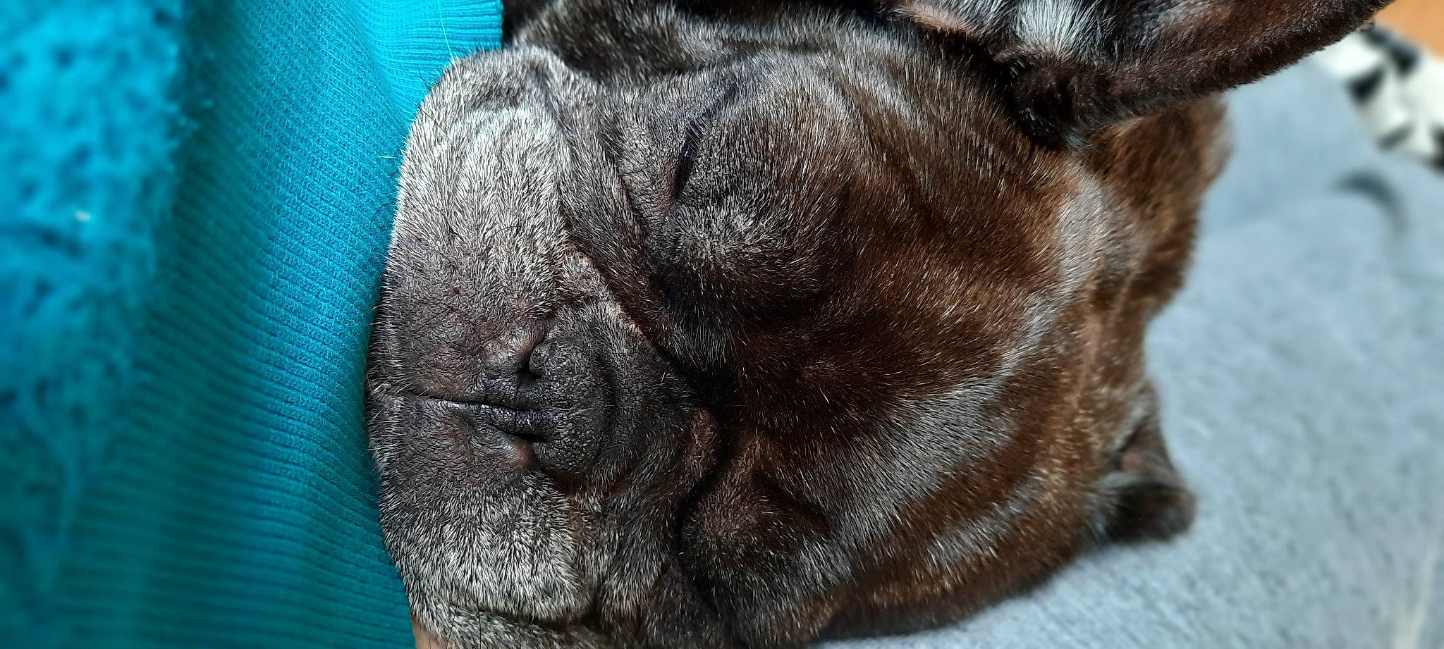 Ibiza participe au concours pour gagner de l'argent avec cette photo : bulldog, canidae, carnivore, cat, close_up, companion_dog, dog, ear, fawn, french_bulldog, fur, non_sporting_group, nose, pug, puppy, shar_pei, skin, snout, whiskers, wrinkle