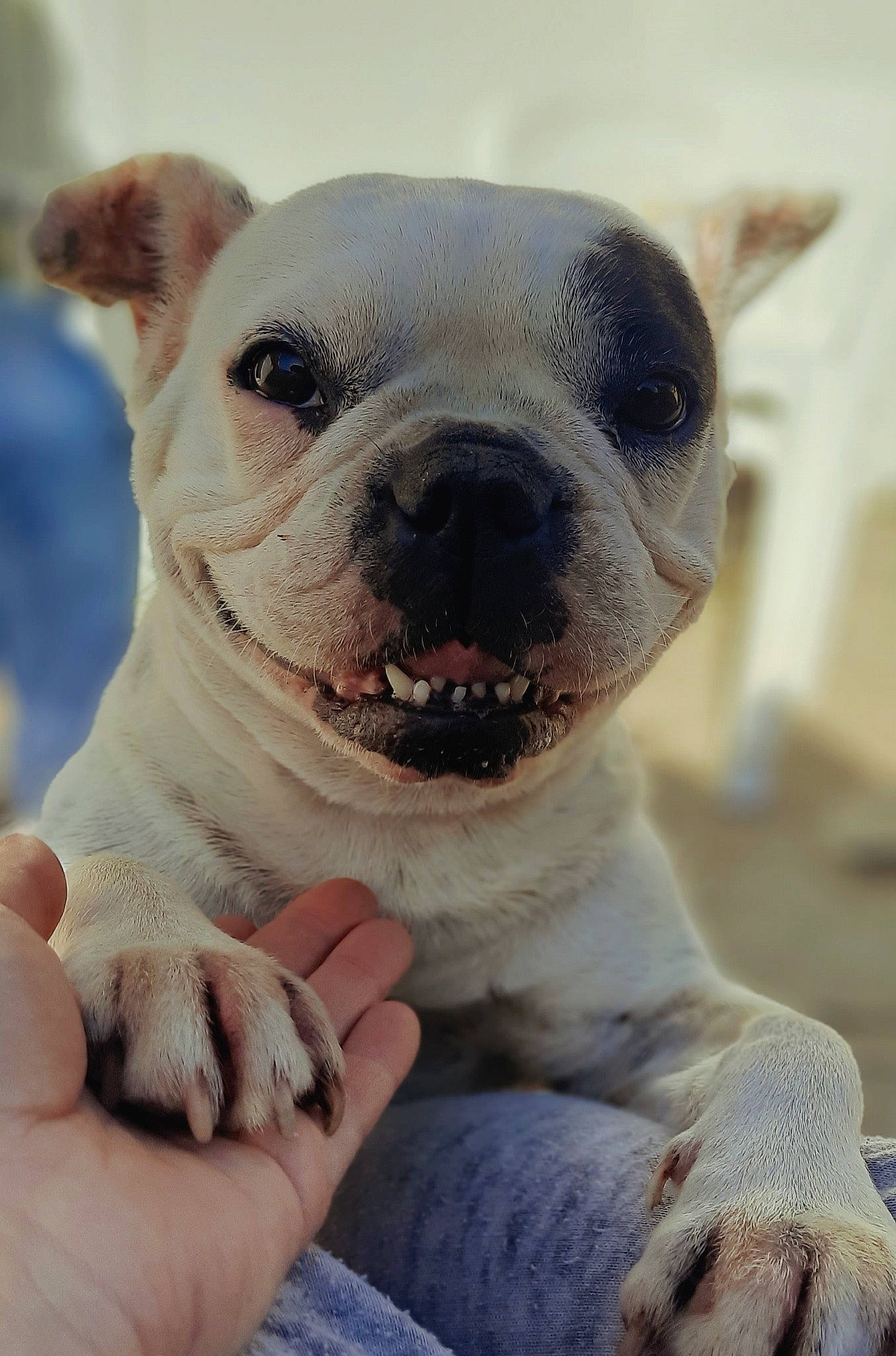 Lol participe au concours pour gagner de l'argent avec cette photo : american_bulldog, australian_bulldog, bulldog, canidae, carnivore, companion_dog, dog, dog_breed, fawn, mammal, non_sporting_group, nose, puppy, puppy_love, rare_breed_dog, snout, toy_bulldog, valley_bulldog, vertebrate, white_english_bulldog