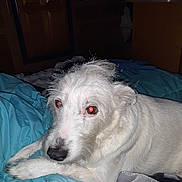 Alice Cramer is registered to the contest to win money with this photo: dog, white_dog, pet, animal, indoor, blanket, blue_blanket, fur, lying_down, looking, flash, red_eyes, bedroom, furniture, canine, cute, domestic_animal, resting, messy_fur, close_up