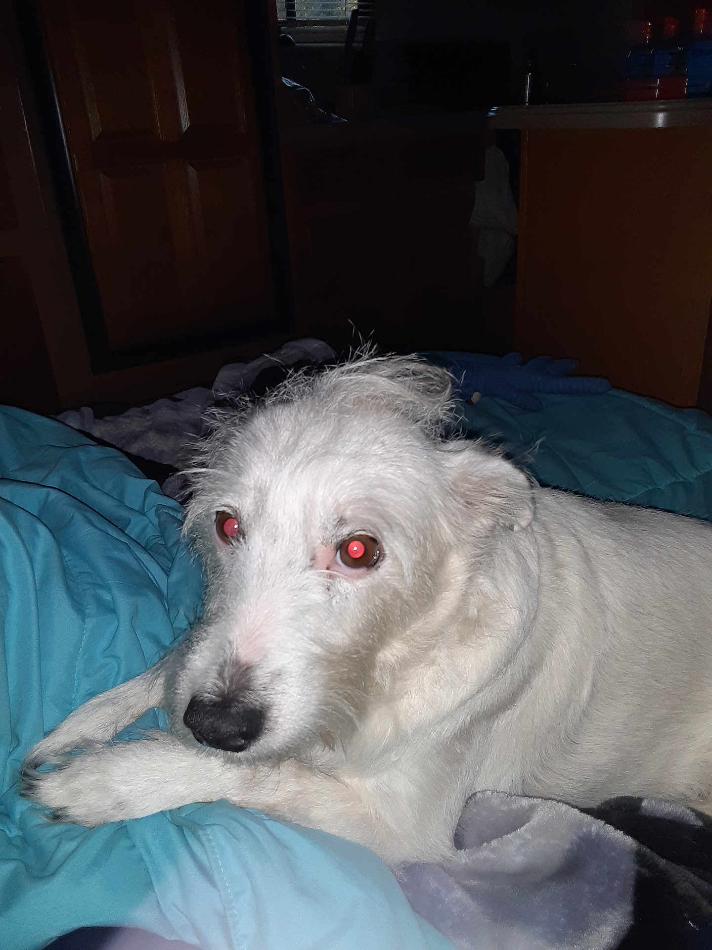 Alice Cramer is registered to the contest to win money with this photo: dog, white_dog, pet, animal, indoor, blanket, blue_blanket, fur, lying_down, looking, flash, red_eyes, bedroom, furniture, canine, cute, domestic_animal, resting, messy_fur, close_up