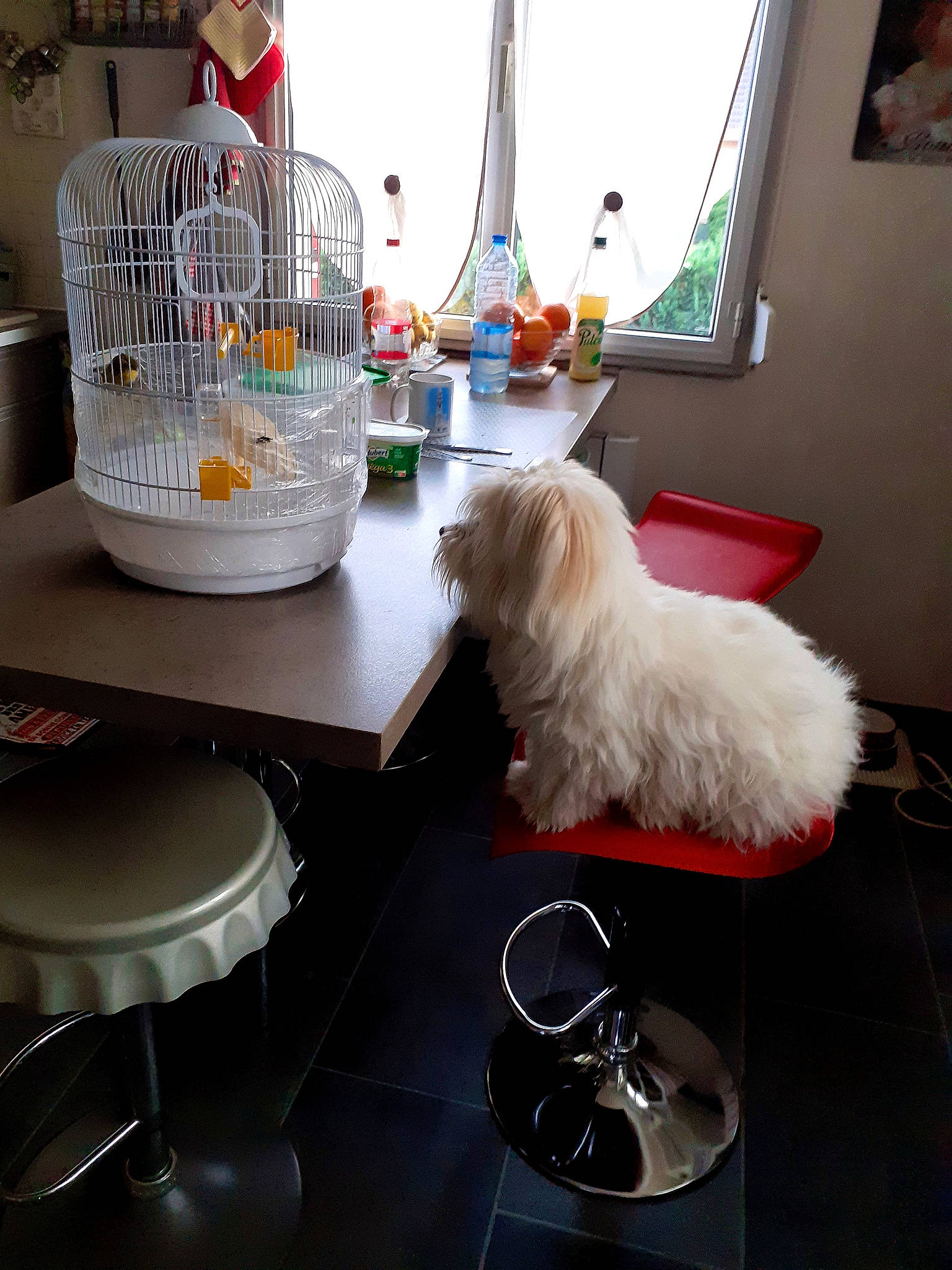 Helios participe au concours pour gagner de l'argent avec cette photo : cage, canidae, carnivore, companion_dog, curtain, dishware, dog, dog_breed, fur, home, home_accessories, interior_design, pet_supply, picture_frame, porcelain, serveware, small_terrier, toy_dog, vertebrate