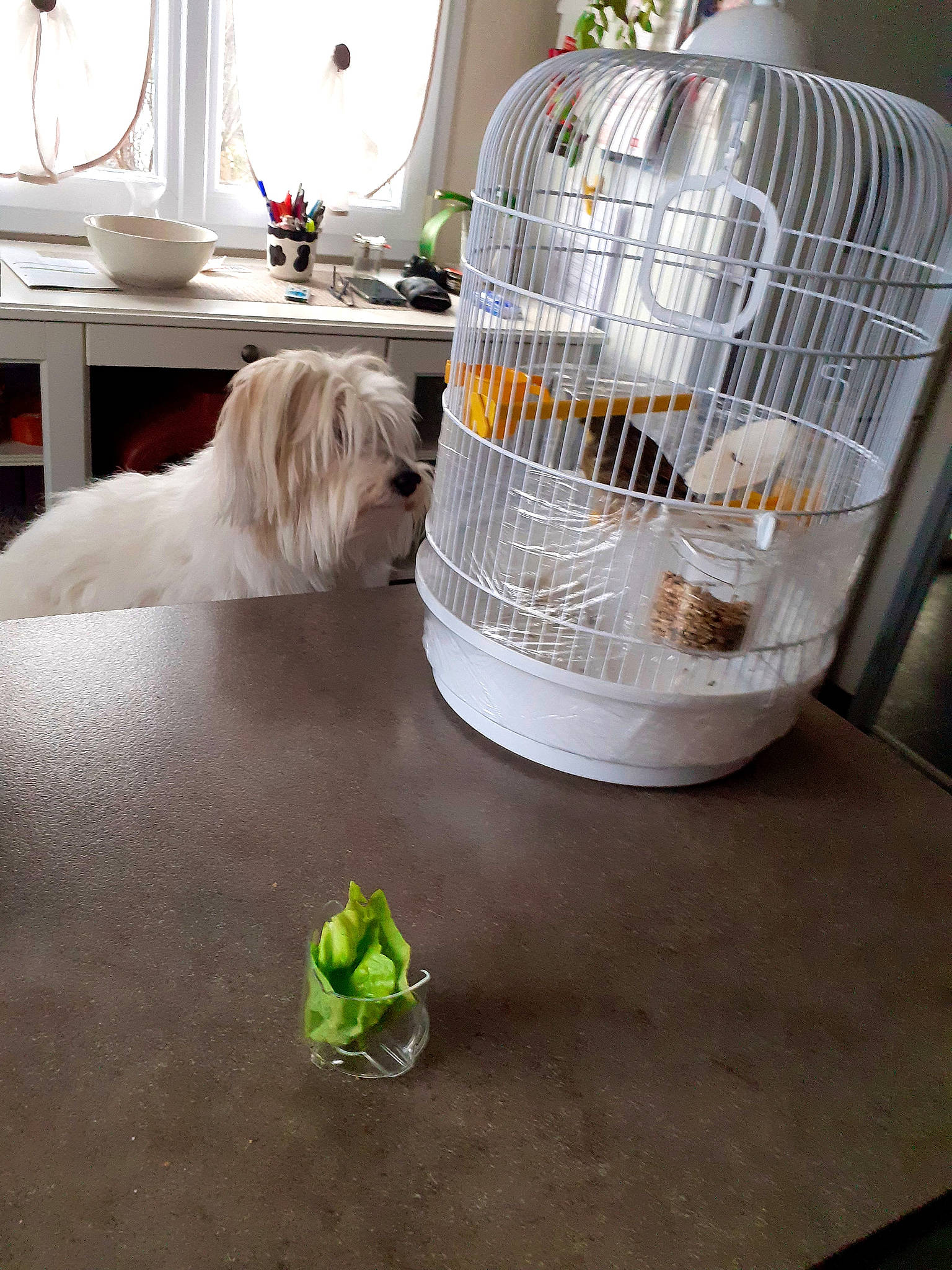 Helios a rejoint le concours — aidez-le/la à gagner de superbes lots ! cabinetry, cage, canidae, carnivore, companion_dog, dog, dog_bed, dog_breed, dog_supply, home, non_sporting_group, pet_supply, picture_frame, small_terrier, sporting_group, tibetan_terrier, toy_dog, vertebrate, window_treatment, working_animal