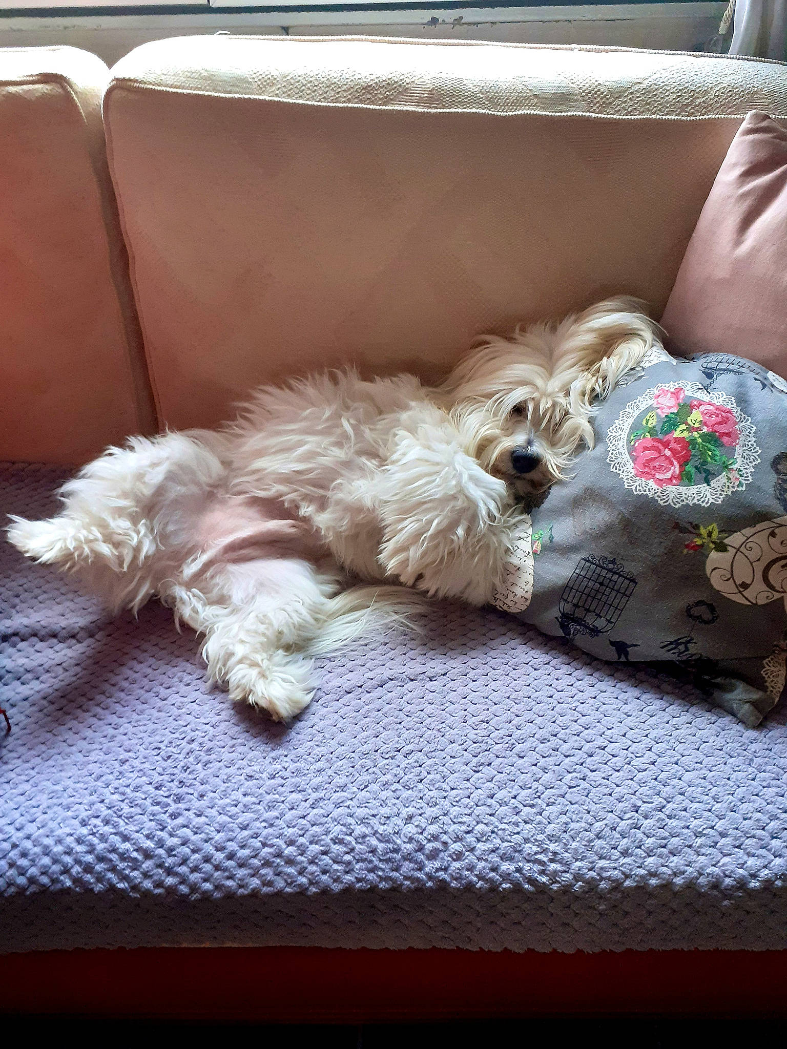 Helios participe au concours pour gagner de l'argent avec cette photo : canidae, carnivore, companion_dog, dog, dog_breed, dog_supply, fur, home_accessories, pet_supply, small_terrier, sporting_group, terrier, toy, toy_dog, working_animal, working_dog