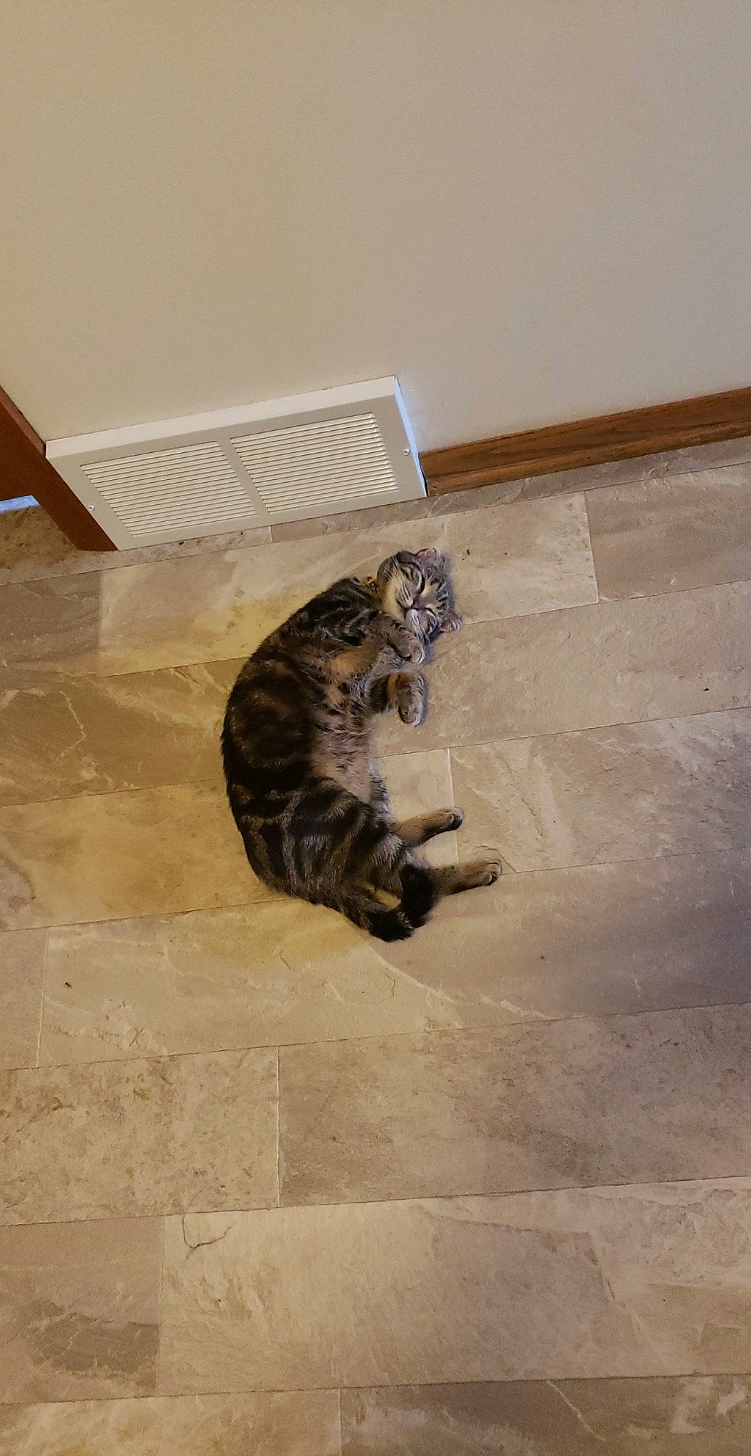 Sparkles joined the competition — help win amazing prizes! bengal, carnivore, cat, domestic_short_haired_cat, dragon_li, european_shorthair, felidae, floor, flooring, kitten, laminate_flooring, ocicat, small_to_medium_sized_cats, tabby_cat, tail, tile, toyger, whiskers