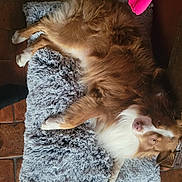 Sun participe au concours pour gagner de l'argent avec cette photo : dog, brown, white, fluffy, pet, canine, cushion, gray, furry, floor, tile, indoor, resting, tail, fur, looking, pink, cozy, animal, relaxed