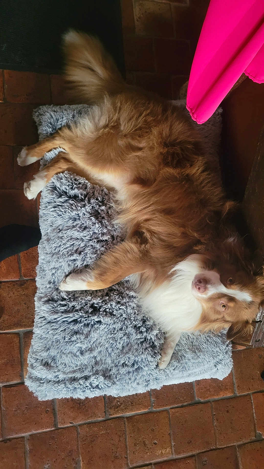 Sun participe au concours pour gagner de l'argent avec cette photo : dog, brown, white, fluffy, pet, canine, cushion, gray, furry, floor, tile, indoor, resting, tail, fur, looking, pink, cozy, animal, relaxed