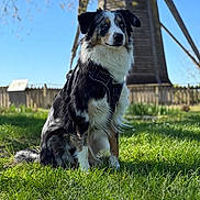 Ava participe au concours pour gagner de l'argent avec cette photo : animal, blue_sky, canine, daytime, dog, fence, fur, grass, greenery, harness, nature, outdoor, pet, portrait, rural, sitting, summer, sunlight, tree, windmill