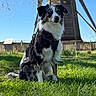 animal, blue_sky, canine, daytime, dog, fence, fur, grass, greenery, harness, nature, outdoor, pet, portrait, rural, sitting, summer, sunlight, tree, windmill