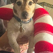 Lucky joined the competition — help win amazing prizes! dog, pet, small_dog, collar, tag, person, hand, striped_plush, red_and_white, indoor, portrait, looking_at_camera, furniture, background, cozy, home, cute, animal, expression, holding