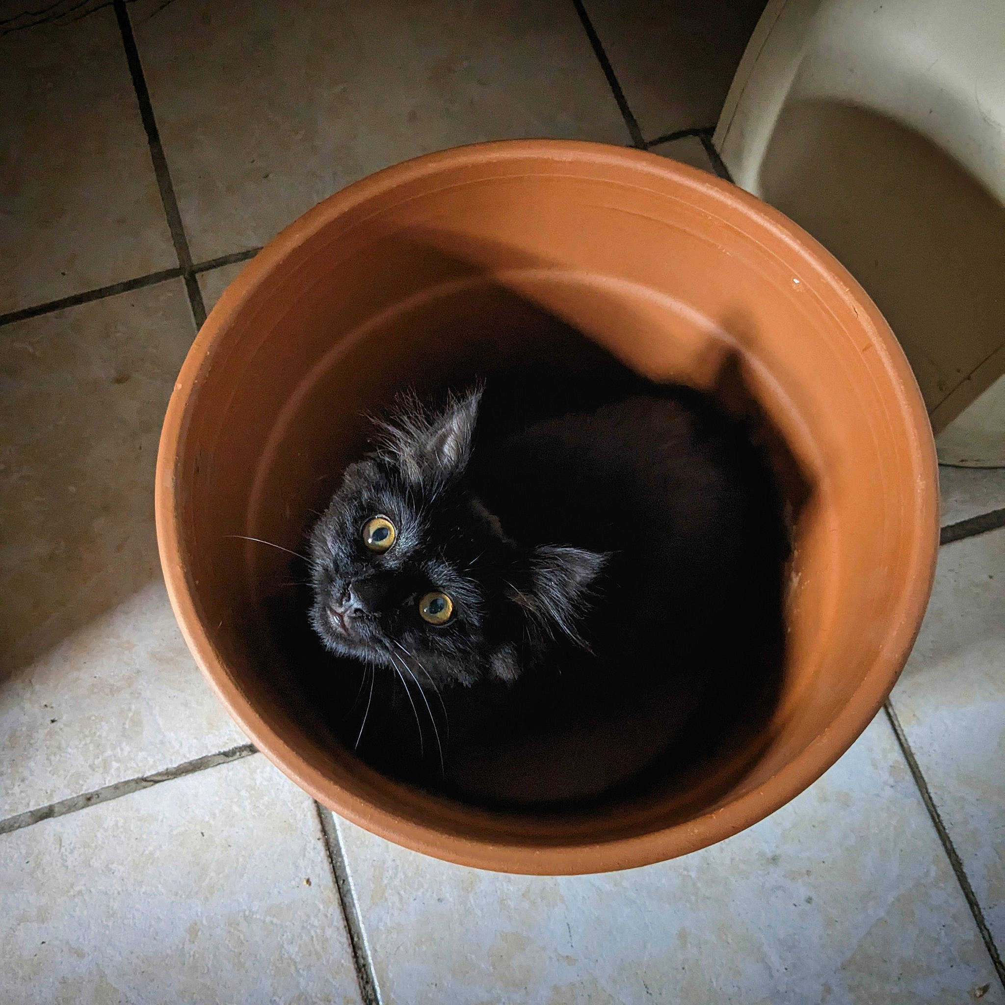 Yumi participe au concours pour gagner de l'argent avec cette photo : auto_part, automotive_tire, automotive_wheel_system, black_cat, carnivore, cat, cat_supply, domestic_short_haired_cat, felidae, flooring, flowerpot, fur, hardwood, plumbing_fixture, rim, small_to_medium_sized_cats, snout, tail, whiskers, wood