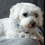 Pépette participe au concours pour gagner de l'argent avec cette photo : dog, white_dog, pet, fluffy, resting, indoors, blanket, gray_background, collar, cute, animal, canine, fur, paw, relaxed, companion, cozy, laying, small_dog, domestic_animal