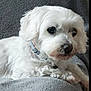 dog, white_dog, pet, fluffy, resting, indoors, blanket, gray_background, collar, cute, animal, canine, fur, paw, relaxed, companion, cozy, laying, small_dog, domestic_animal