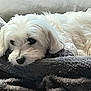 Pépette a rejoint le concours — aidez-le/la à gagner de superbes lots ! dog, white_dog, pet, fluffy, curly_fur, resting, indoor, blanket, cozy, comfort, animal, cute, laying_down, fur, canine, sleepy, close_up, mammal, domestic_animal, relaxed