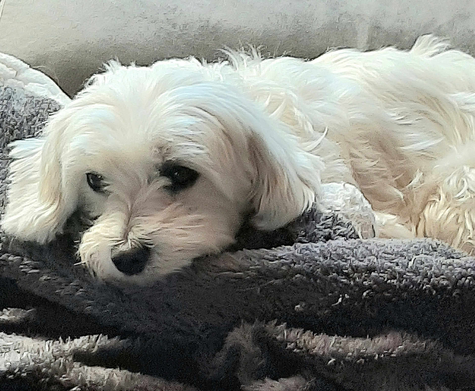 Pépette a rejoint le concours — aidez-le/la à gagner de superbes lots ! dog, white_dog, pet, fluffy, curly_fur, resting, indoor, blanket, cozy, comfort, animal, cute, laying_down, fur, canine, sleepy, close_up, mammal, domestic_animal, relaxed