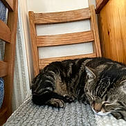 Prince a rejoint le concours — aidez-le/la à gagner de superbes lots ! animal, blanket, cat, chair, cozy, cute, feline, fur, head, indoor, knitted_blanket, paw, peaceful, pet, relaxing, resting, sleeping, striped, tabby, wooden_furniture