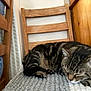 animal, blanket, cat, chair, cozy, cute, feline, fur, head, indoor, knitted_blanket, paw, peaceful, pet, relaxing, resting, sleeping, striped, tabby, wooden_furniture