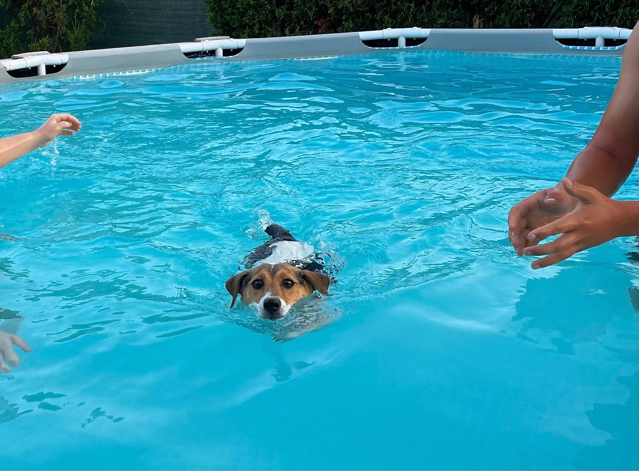 Gulli a rejoint le concours — aidez-le/la à gagner de superbes lots ! aqua, azure, carnivore, competition_event, composite_material, dog, fluid, fun, games, hat, leisure, mammal, outdoor_recreation, personal_protective_equipment, recreation, sports, summer, swimming_pool, vertebrate, water