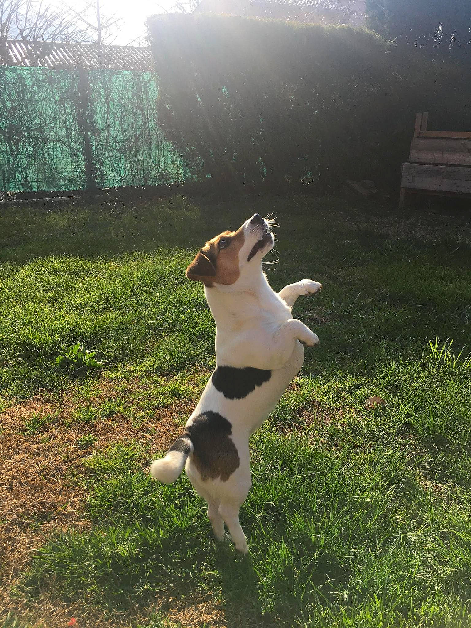 Gulli a rejoint le concours — aidez-le/la à gagner de superbes lots ! canidae, carnivore, collar, companion_dog, dog, dog_breed, fawn, grass, grassland, lawn, light, morning, pasture, plant, sky, sporting_group, sunlight, tail, tree, vertebrate