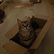 Kaya participe au concours pour gagner de l'argent avec cette photo : cat, tabby_cat, cardboard_box, indoor, pet, floor, curious, feline, looking_up, animal, whiskers, ears, tail, toy, home, cozy, dim_lighting, furniture, living_room, cute