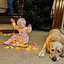 Lily is registered to the contest to win money with this photo: baby, child, dog, golden_retriever, carpet, christmas_tree, christmas_lights, holiday, indoor, festive, toddler, pet, sleeping_dog, decorations, celebration, cozy, home, joyful, playful, family